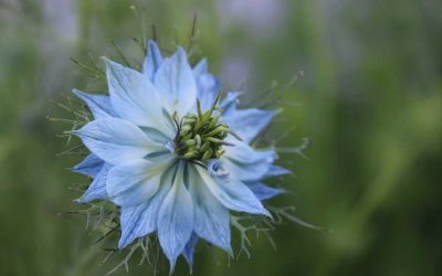 10 eenjarige bloemen die niet mogen ontbreken