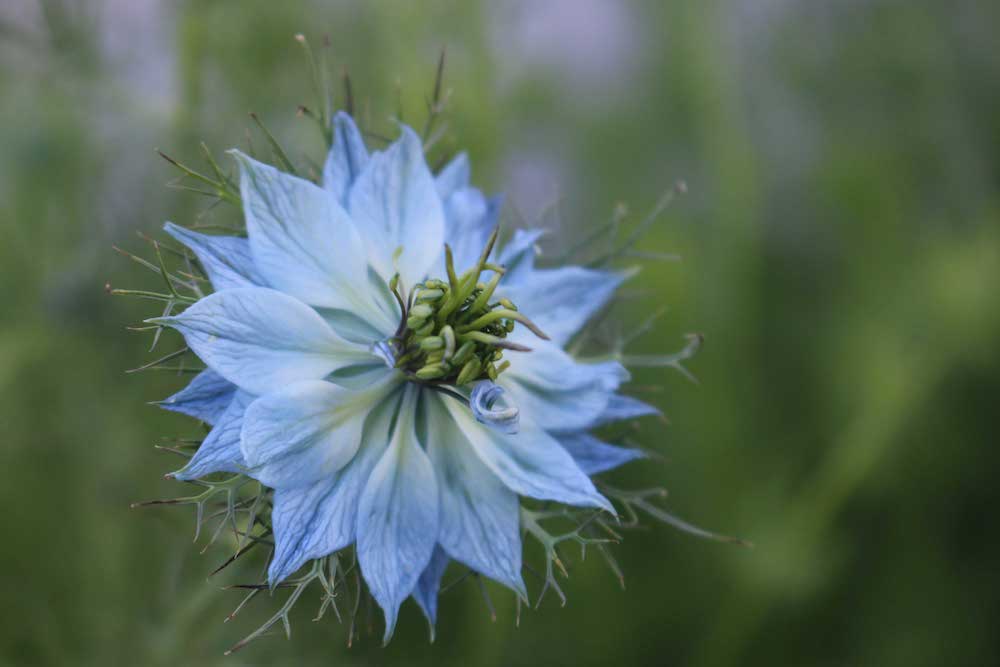 10 eenjarige bloemen