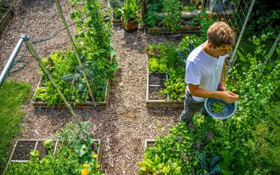 Moestuinieren, een groene start voor iedereen