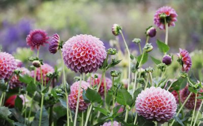 Mijn avontuur, een pluktuin beginnen