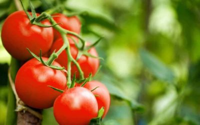 Tomatenpret in de moestuin