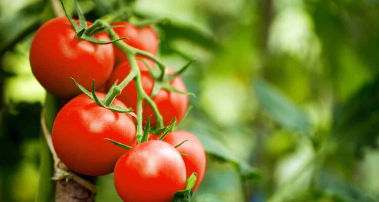 tomatenpret in de moestuin