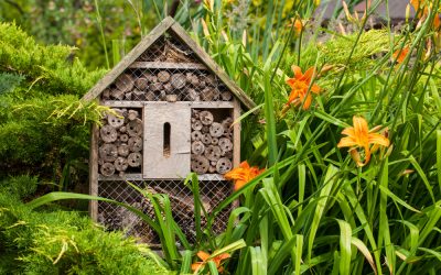 Wat is biodiversiteit?