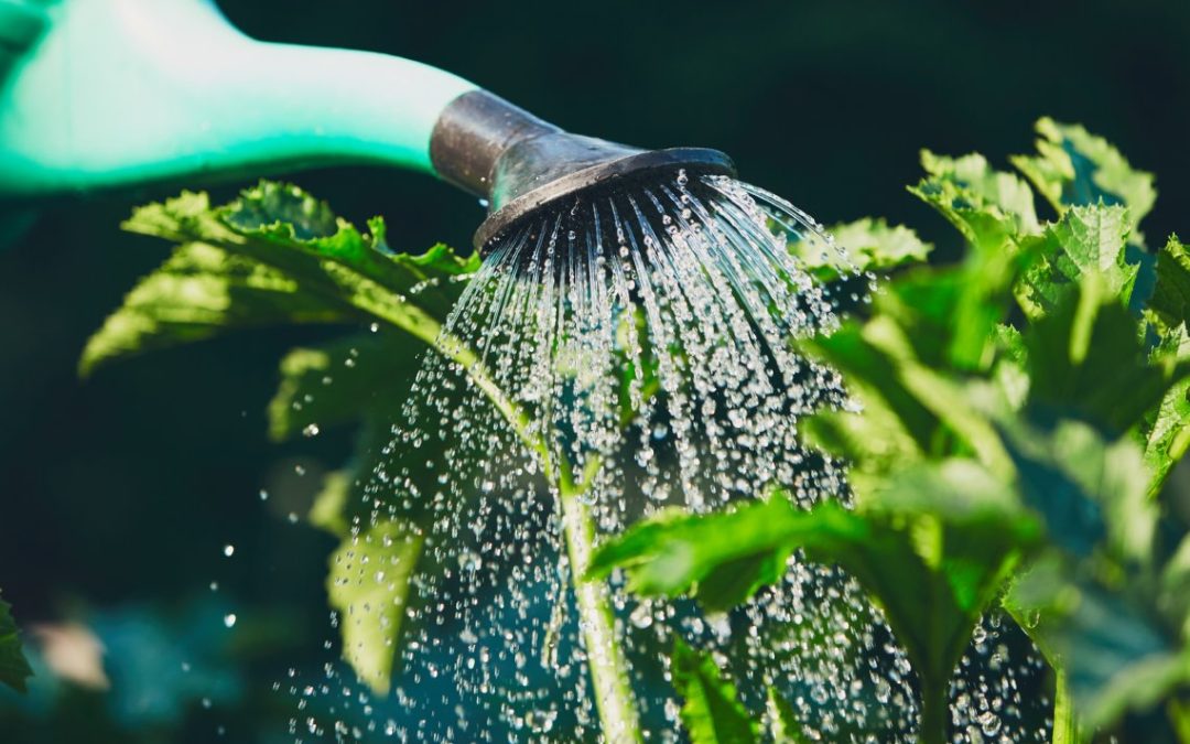 Slimme en simpele manieren om je tuin water te geven