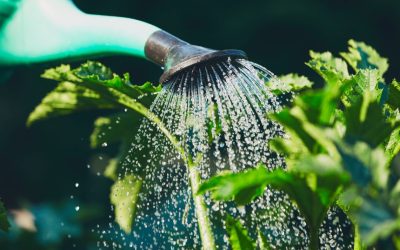 Slimme en simpele manieren om je tuin water te geven