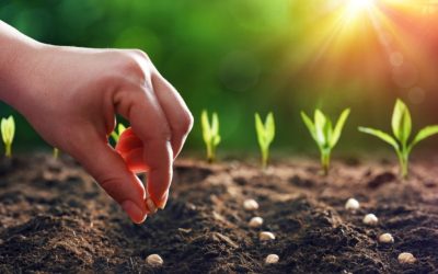 Wat kun je in mei zaaien in de moestuin