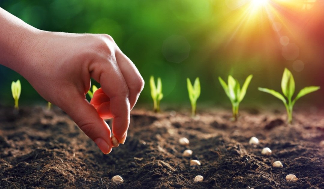 zaaien in ee maand mei