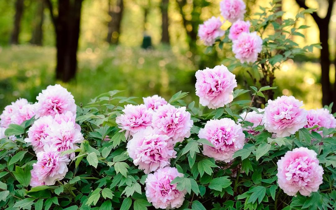 Eenjarig versus vaste planten