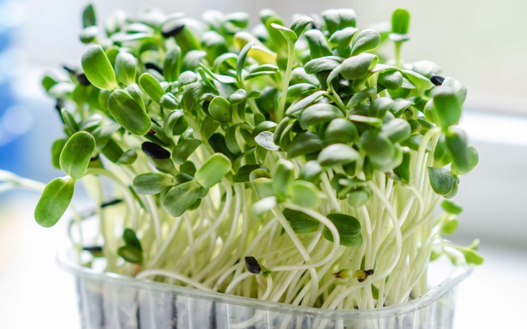 Snelgroeiende groenten voor ongeduldige tuiniers