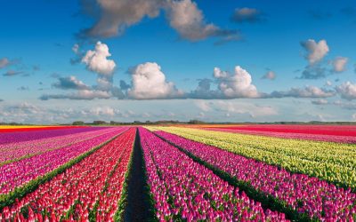 Van het land naar de klant, hoe tulpenbollen hun weg vinden