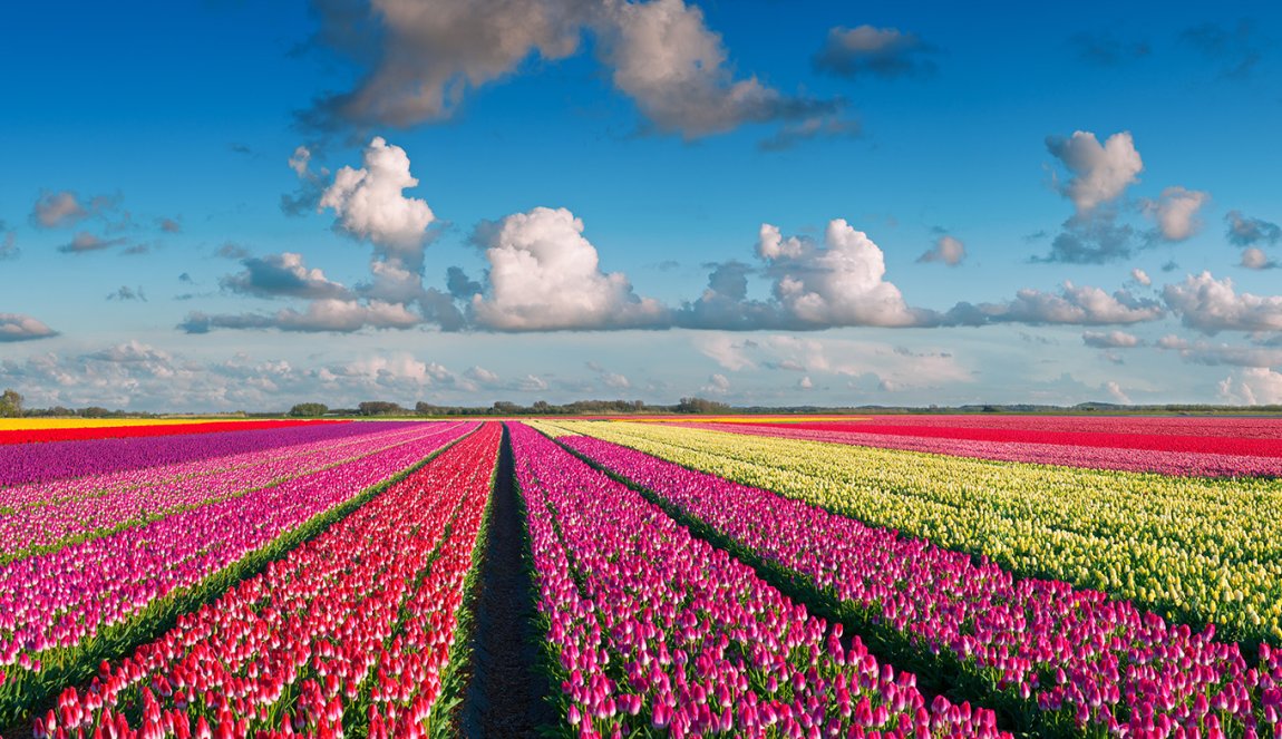 Van het land naar de klant hoe tulpenbollen hun weg vinden