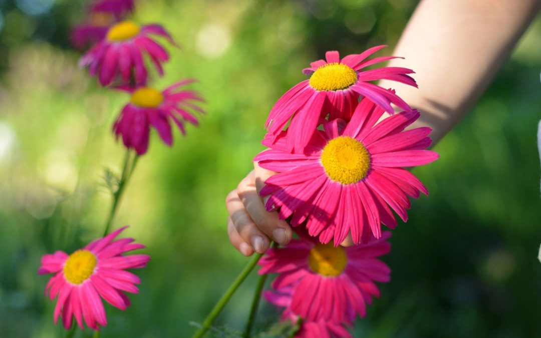 Meer bloemen in je pluktuin