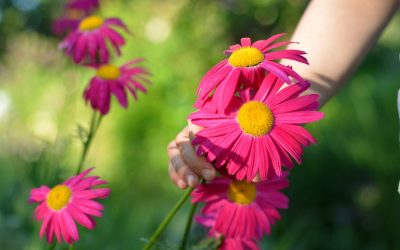 Meer bloemen in je pluktuin