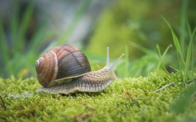 Help mijn tuin doet raar