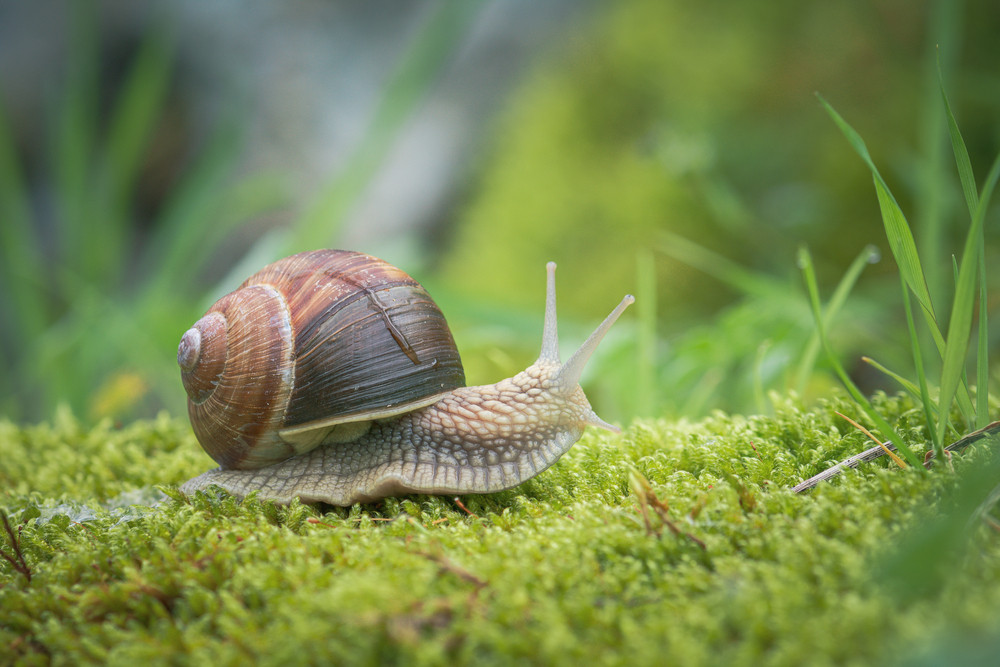 Help mijn tuin doet raar
