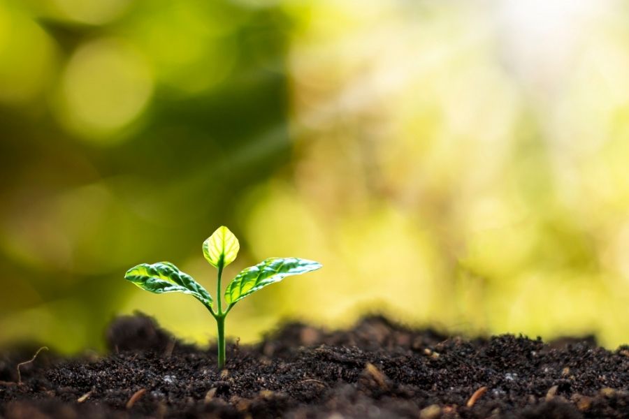 Van zaadje naar plant: wat gebeurt er onder de grond?