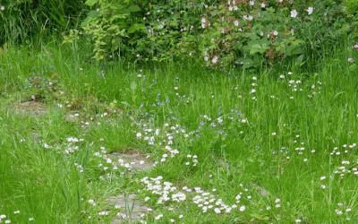 Help mijn tuin is overwoekerd