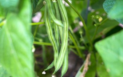 September in de moestuin en pluktuin
