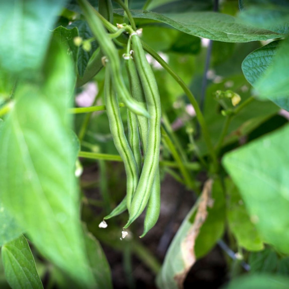 September in de moestuin en pluktuin