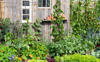 Waarom jouw tuin geen planning nodig heeft