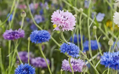 Van 3 m² naar een bloemenzee