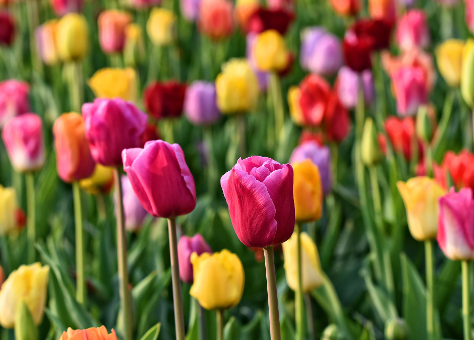 Voorjaarsbollen planten: kleur voor straks