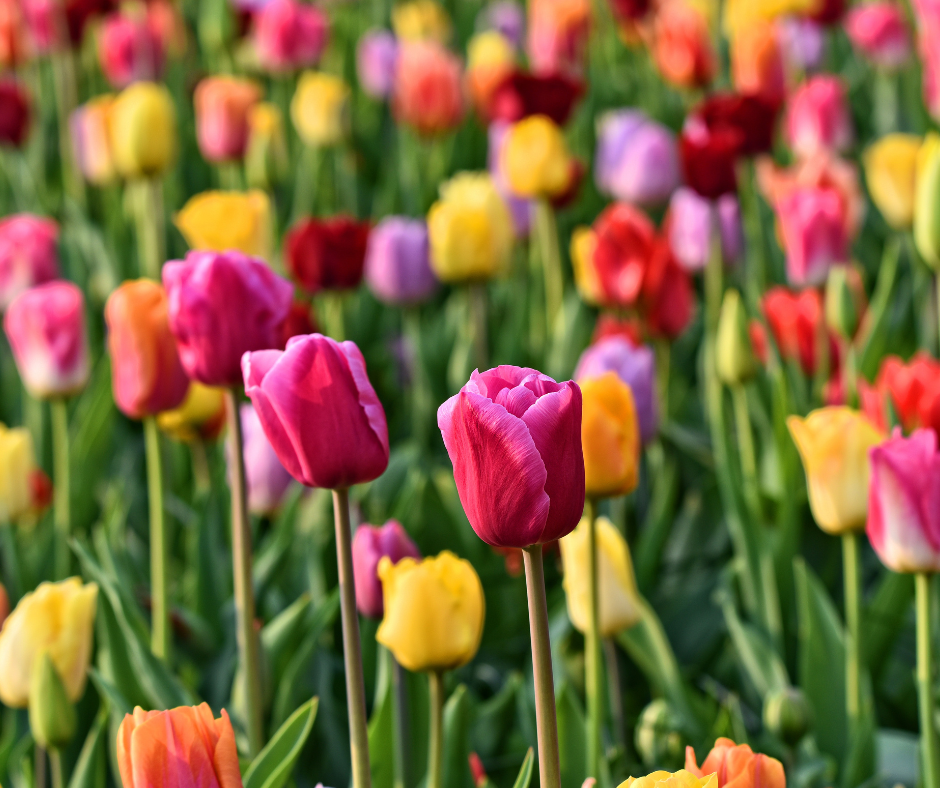 voorjaarsbollen planten kleur voor straks