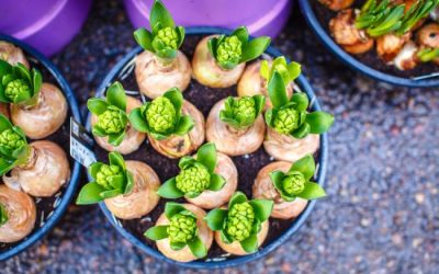 Wat doe je met narcissen en andere voorjaarsbollen uit huis?