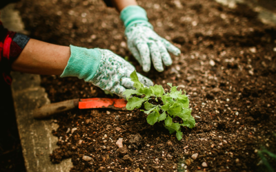 Van Onrust naar Oogst