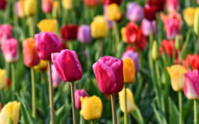 Voorjaarsbollen planten: kleur voor straks