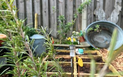 Waarom een kleine moestuin vaak leuker is dan een grote