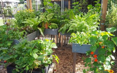 Een makkelijke moestuin