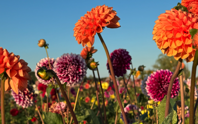 De start van het pluktuinseizoen