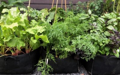 Waarom een kleine moestuin ook leuk is