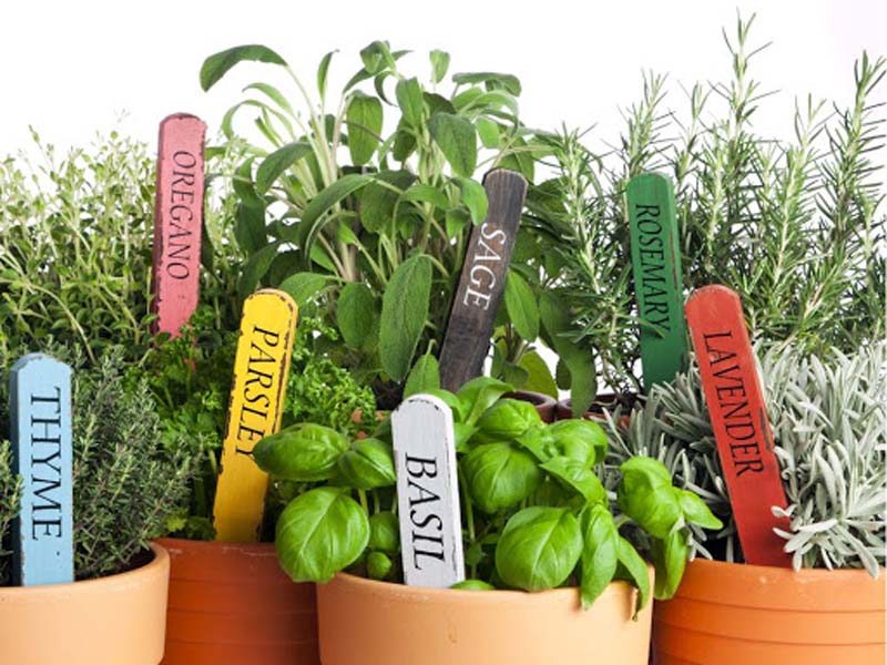 Geef kruiden uit het tuincentrum een tweede leven
